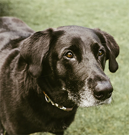 Older black lab dog