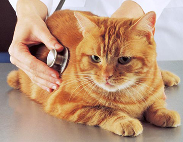 Orange tabby getting a check up