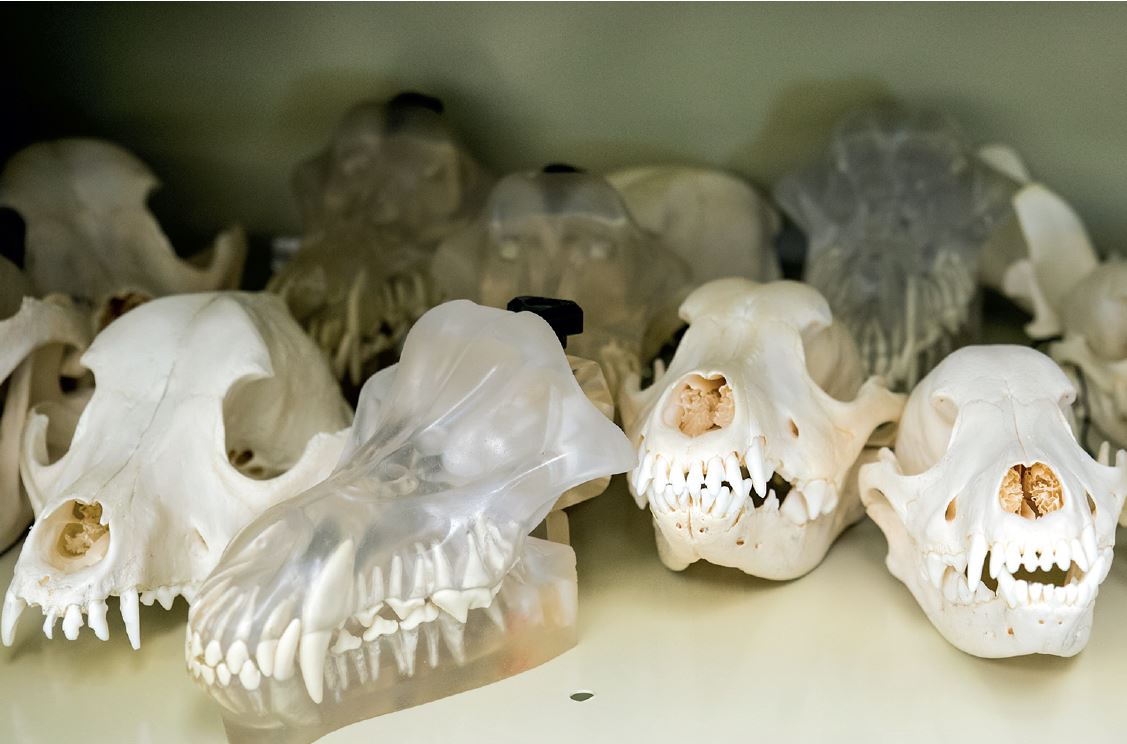 molds of canine skulls