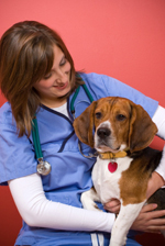 Vet with Beagle 