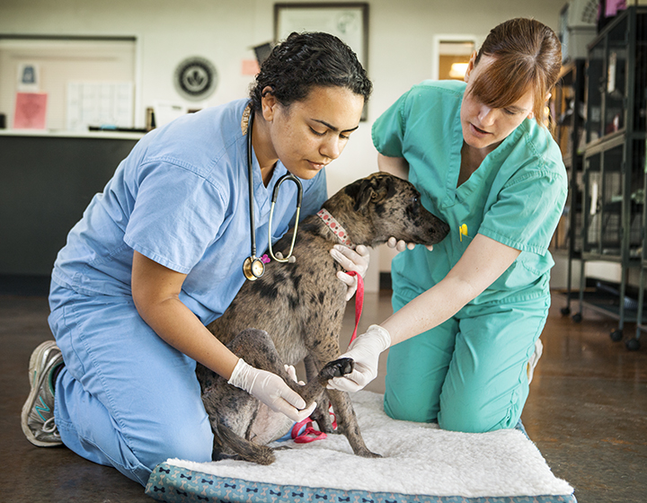 two vets examining a dog