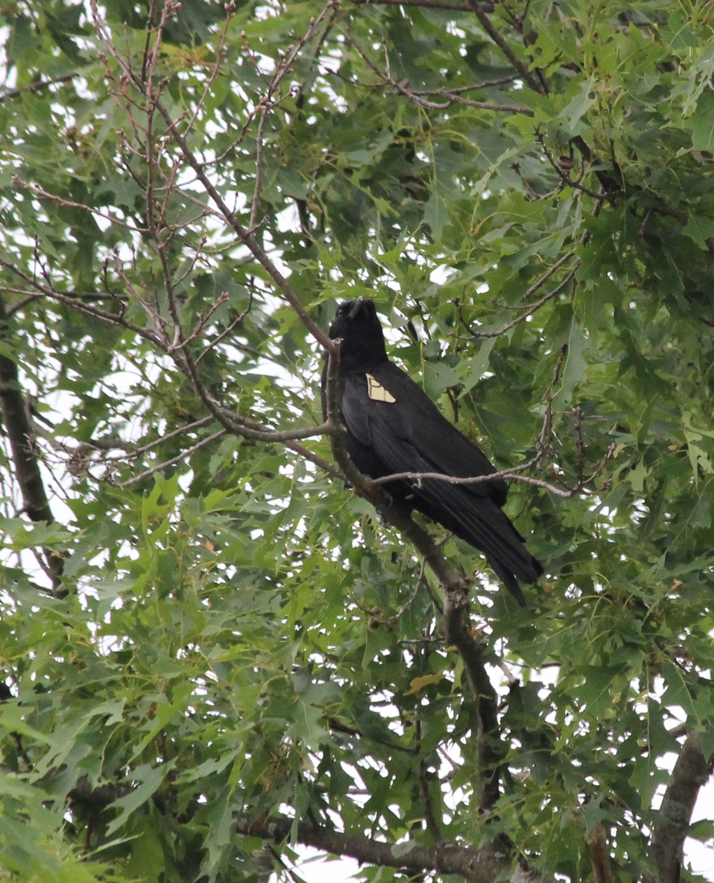 A crow in a tree