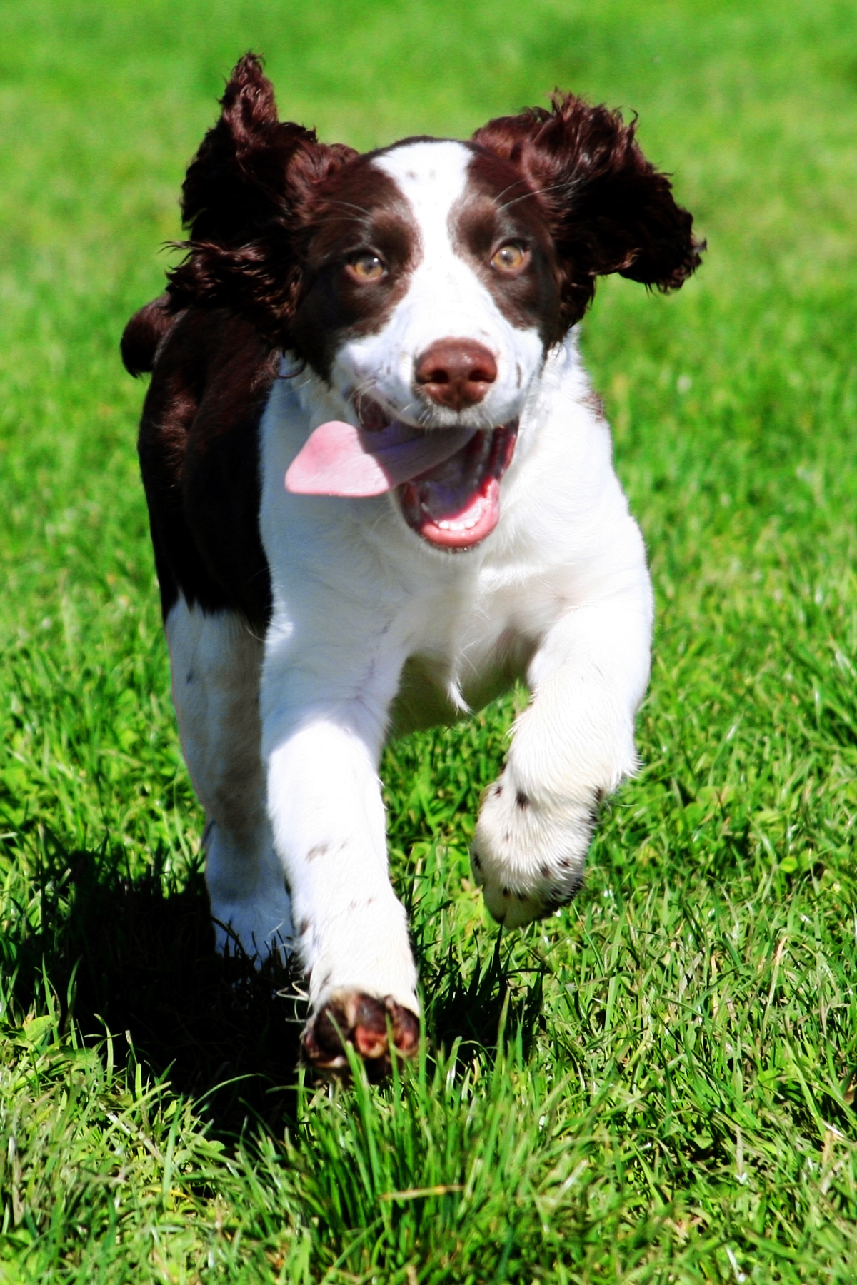 Happy dog running in a field