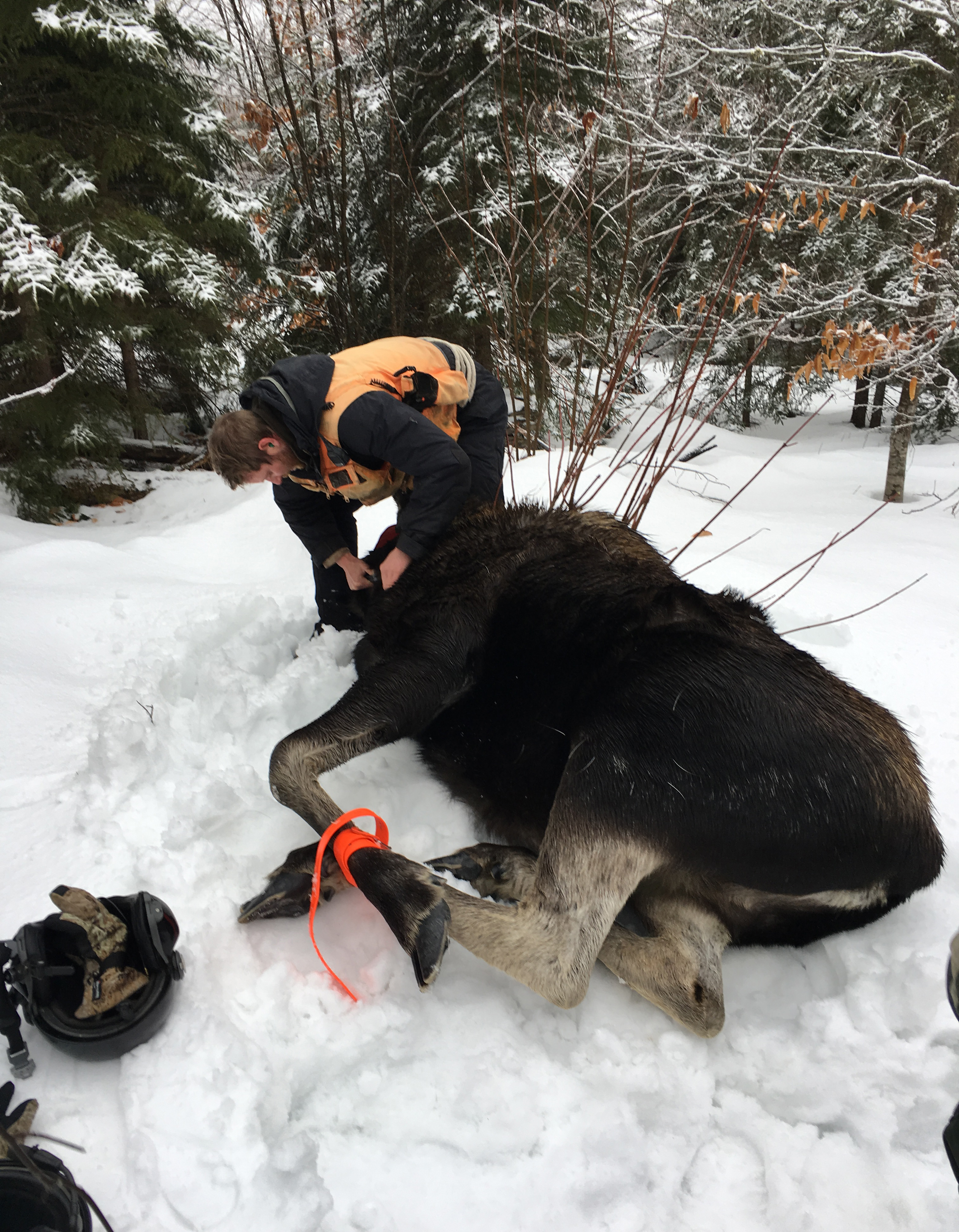 A moose that has been temporarily captured for tagging and data collection