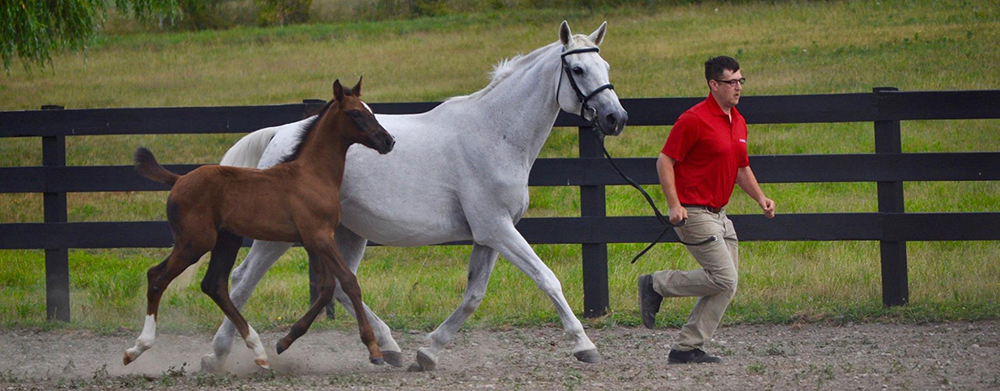 GOV Mare and Foal inspection