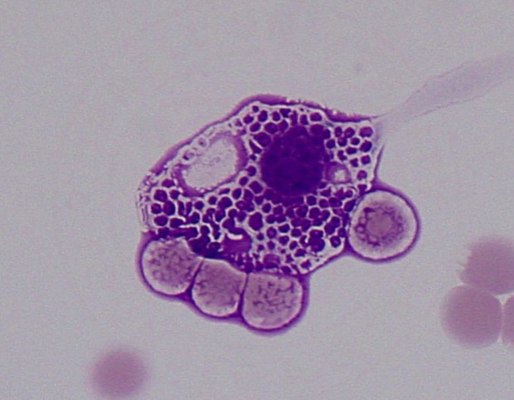 microscopic photo of a dyed cell
