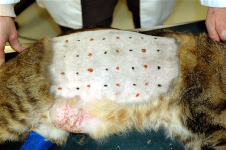 Laterally recumbant feline, abdomen shaved for skin testing