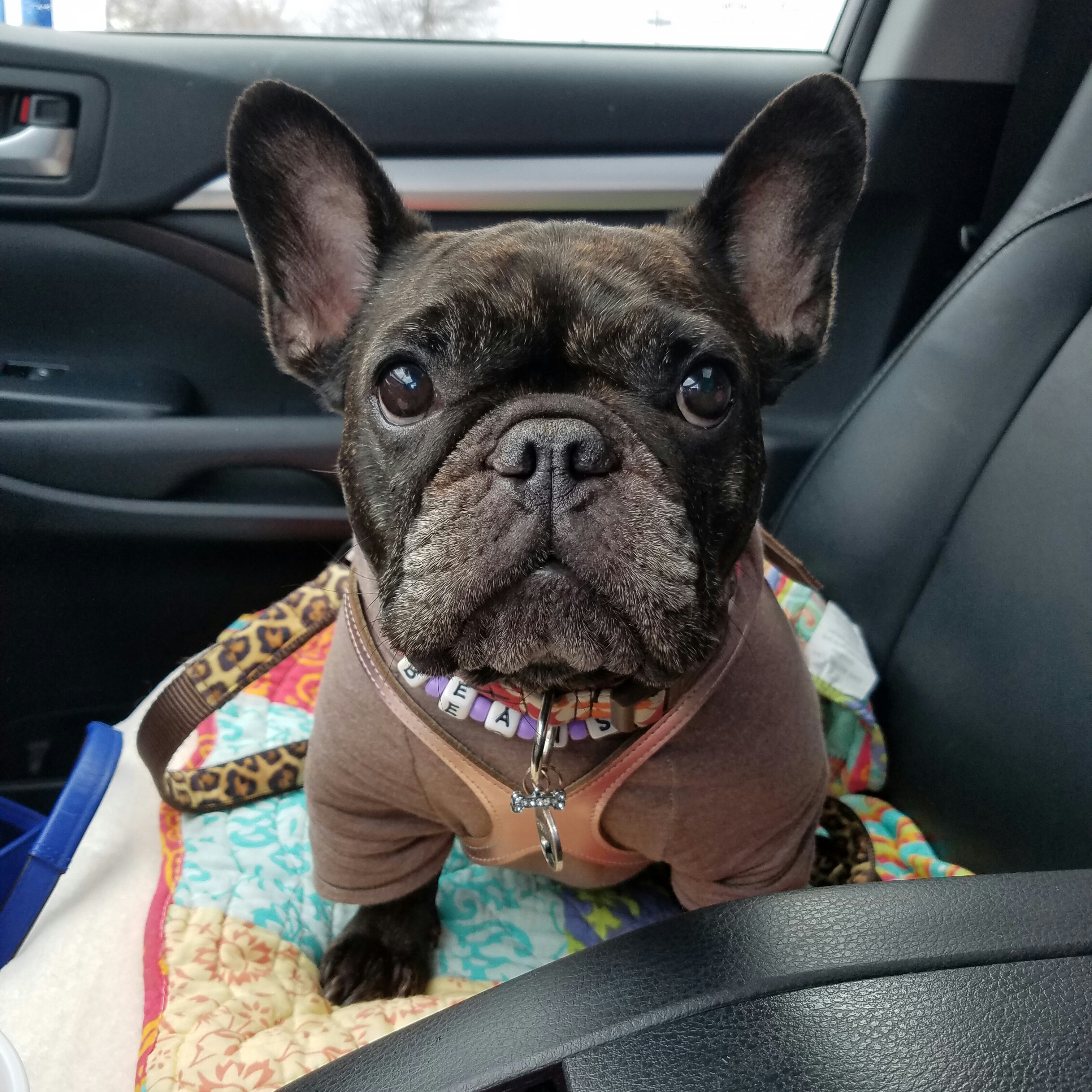 Beans, a French Bulldog