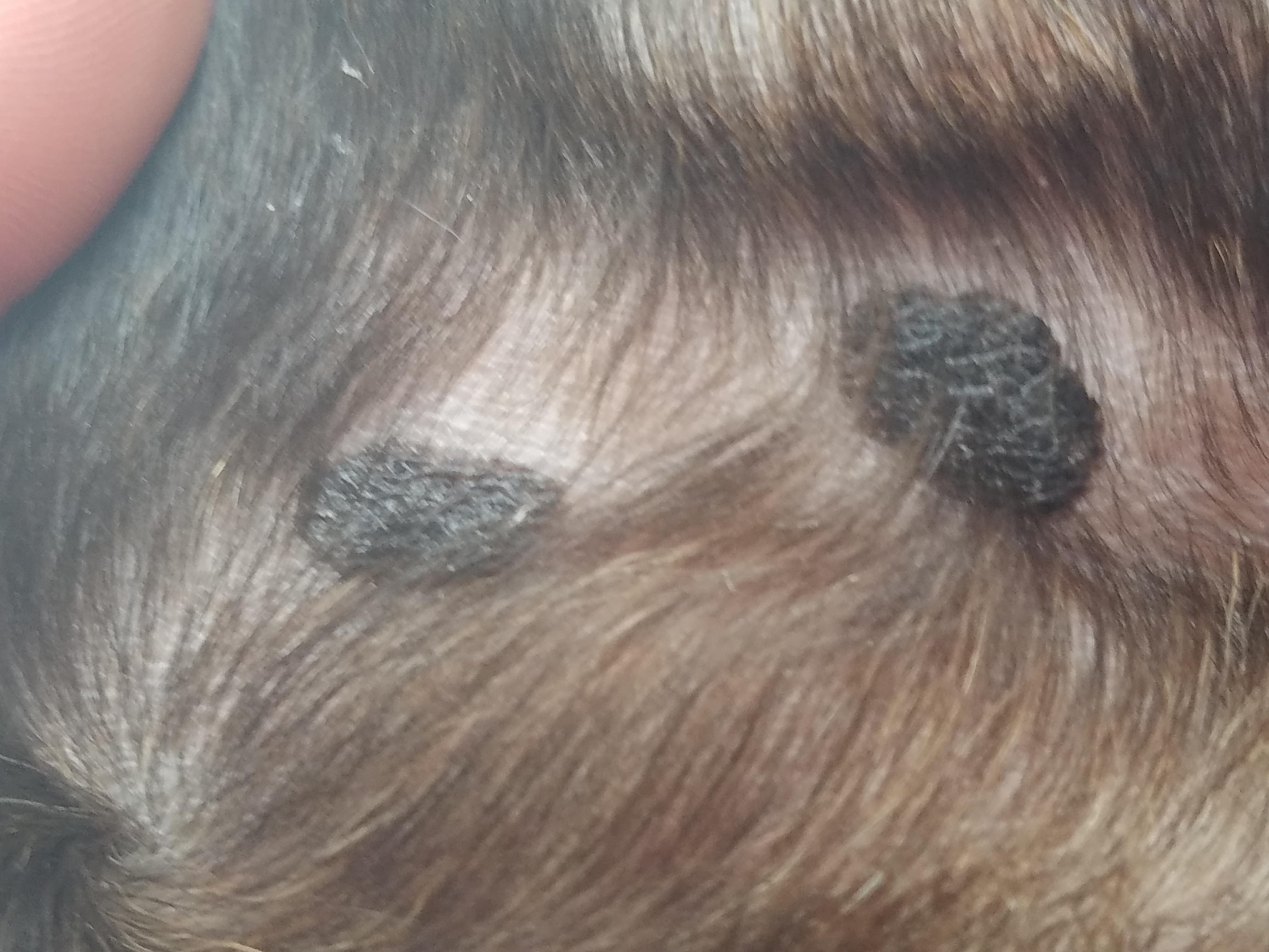 What Does Melanoma Look Like On Dogs