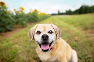 light brown dog in a field