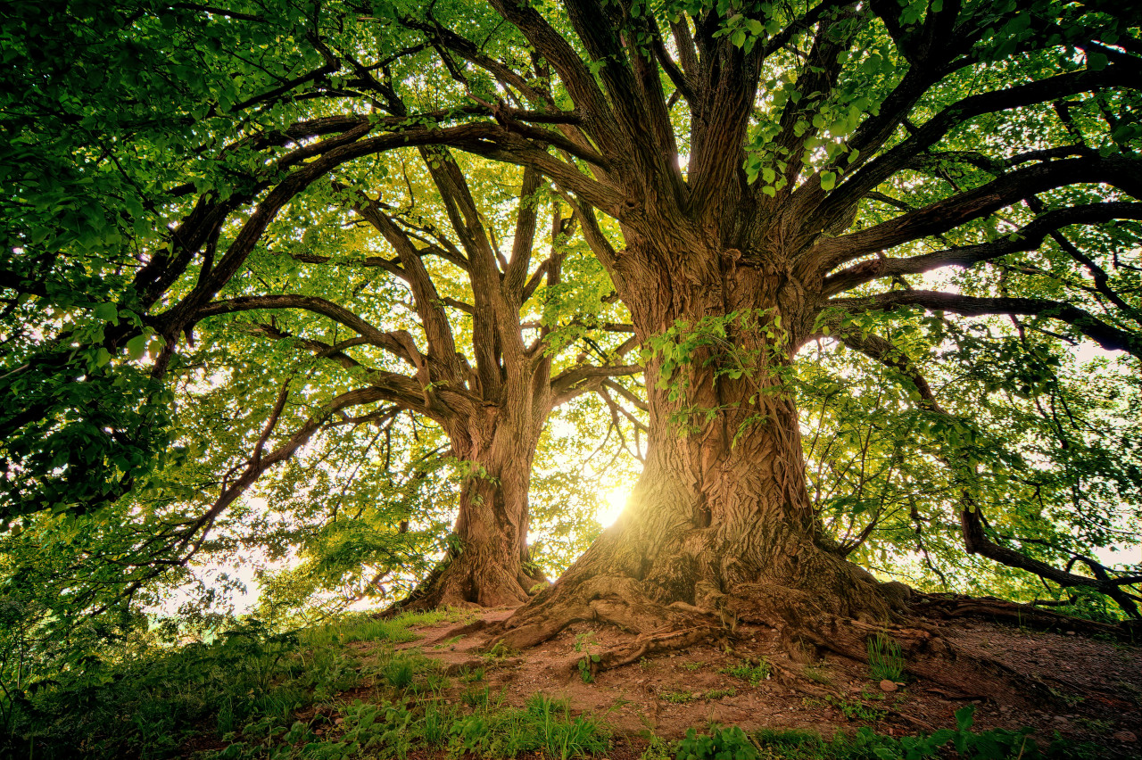 A tree