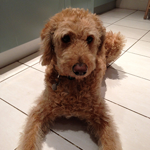 A brown curly-haired dog lying on the floor