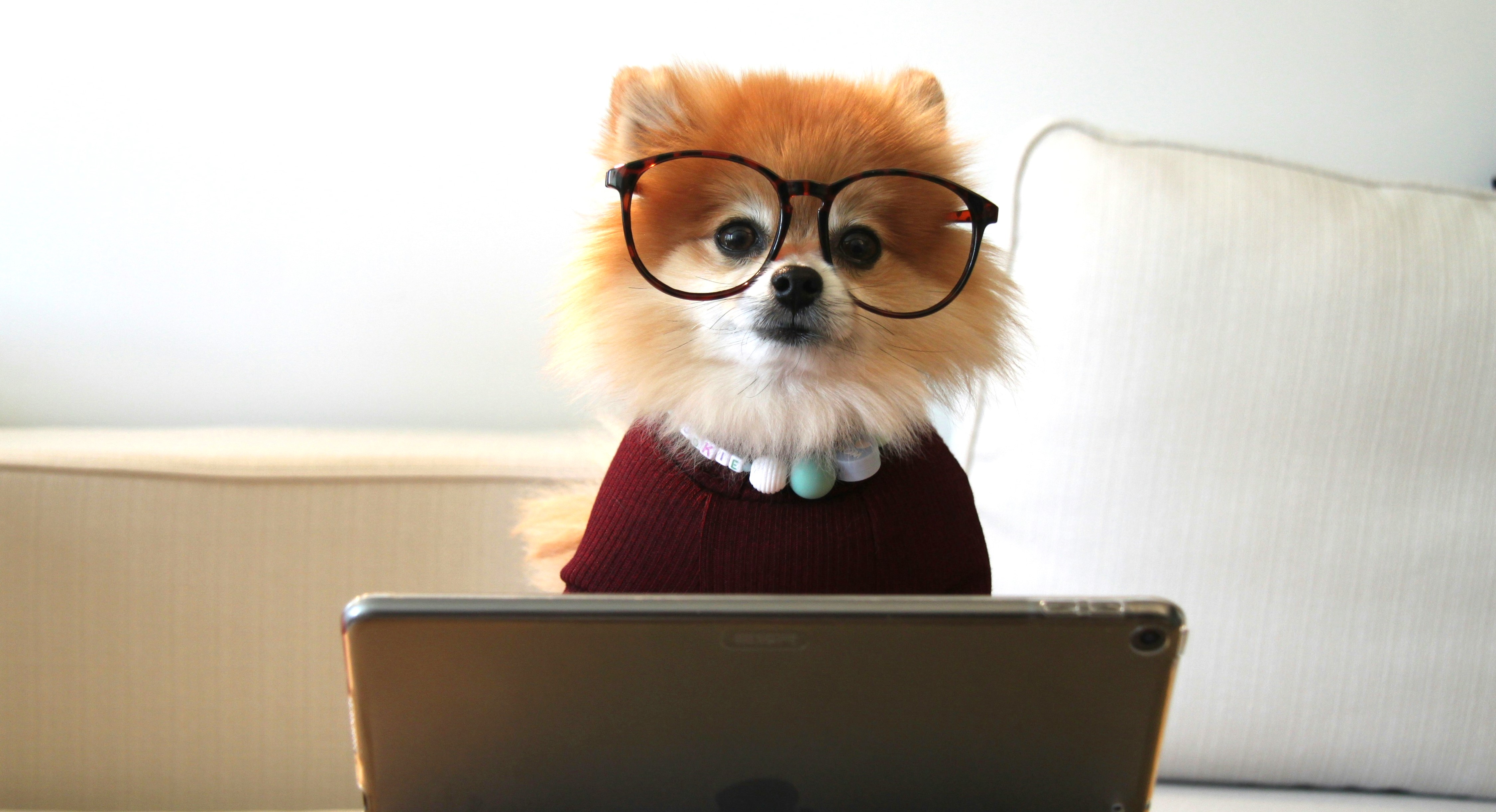 A dog wearing glasses sitting Infront of a laptop