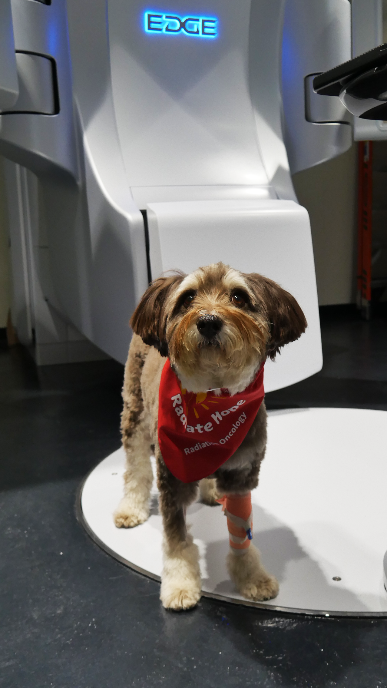 A small brown dog wearing a red bandana poses next to the linear accelerator