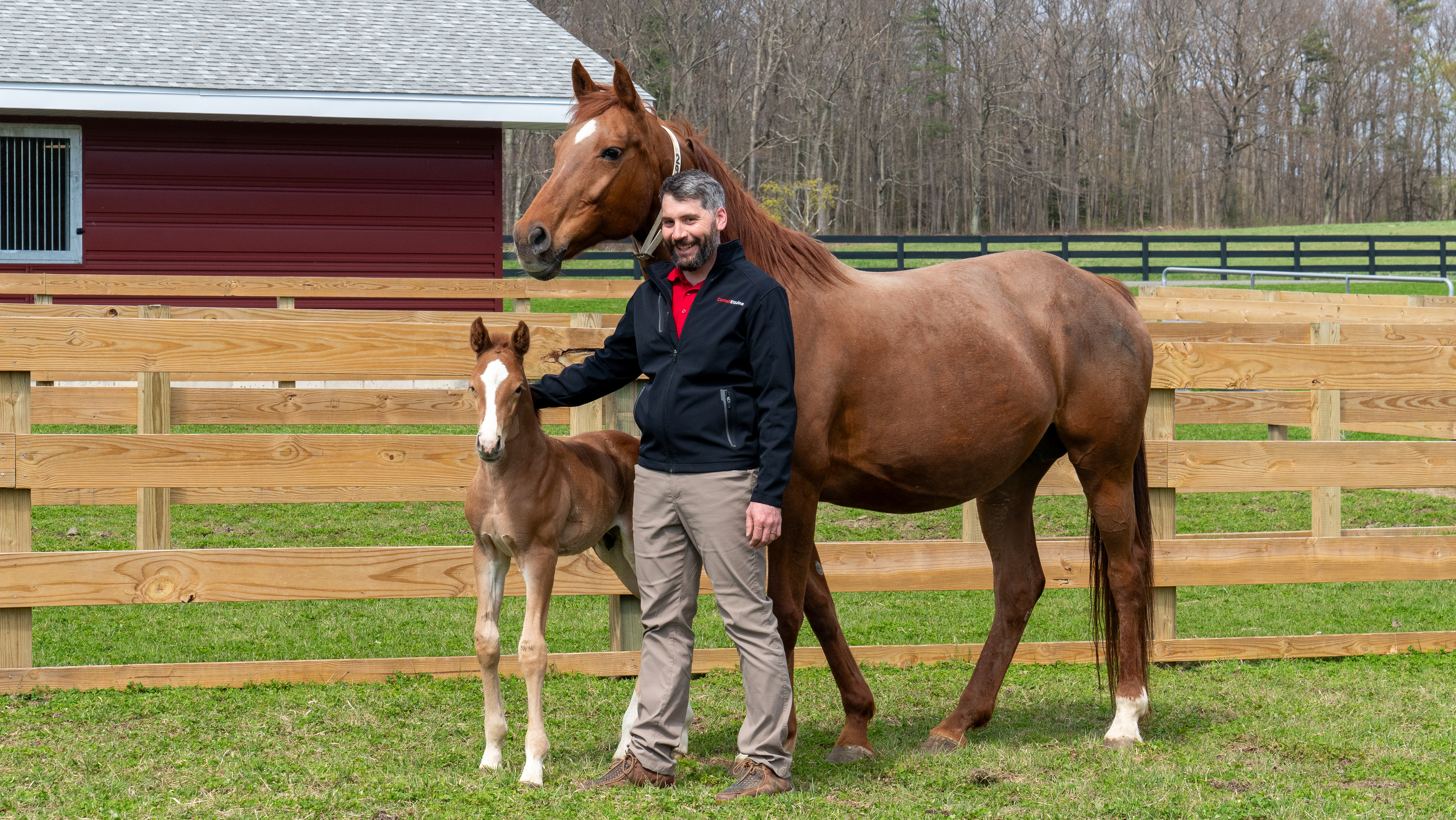 Dr. Callum Donnelly with a mare and foal at the Cornell Equine Park