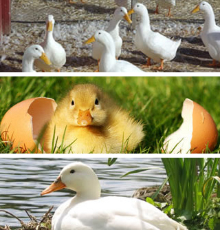 A three-image collage of ducks at three ages: newly hatched, juvenile, adult