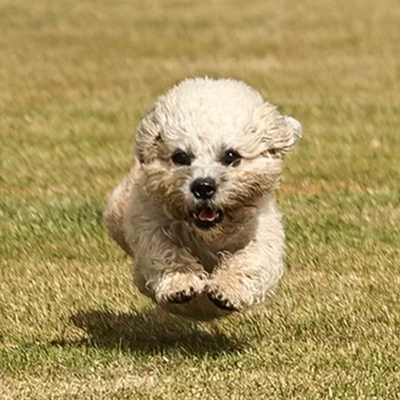 A white terrier mid-air as it runs through the grass