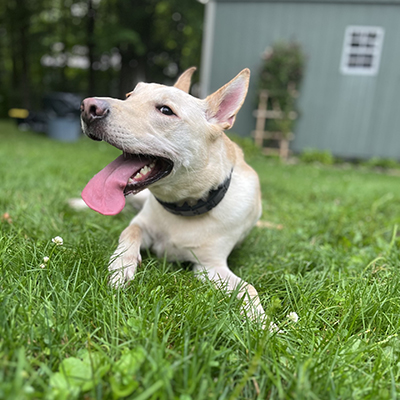 A white mixed-breed dog lounging in the grass with a big smile