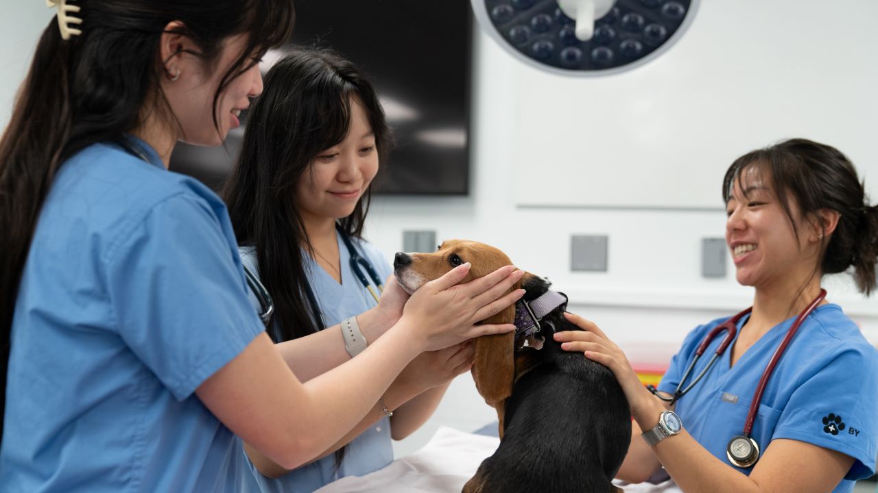 Three DVM students handling a beagle