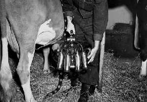A milking machine close-up on a cow's udders in 1948