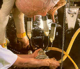 A milking machine close-up in 2004