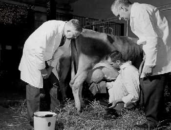 Three QMPS technicians in lab coats examine a cow in 1948