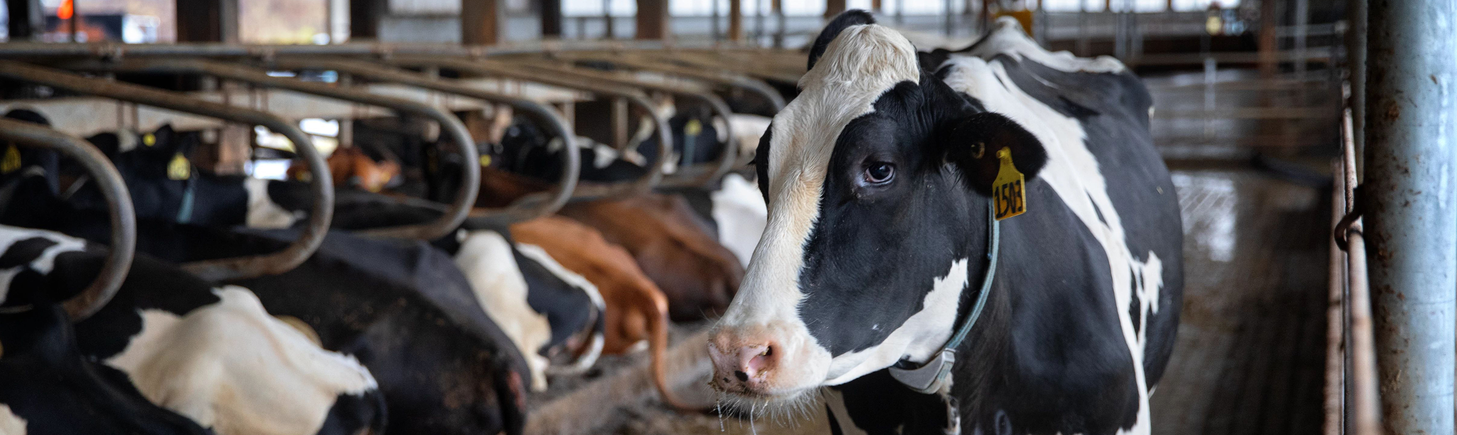 A cow stands along a line of seated cows at the Teaching Dairy Barn