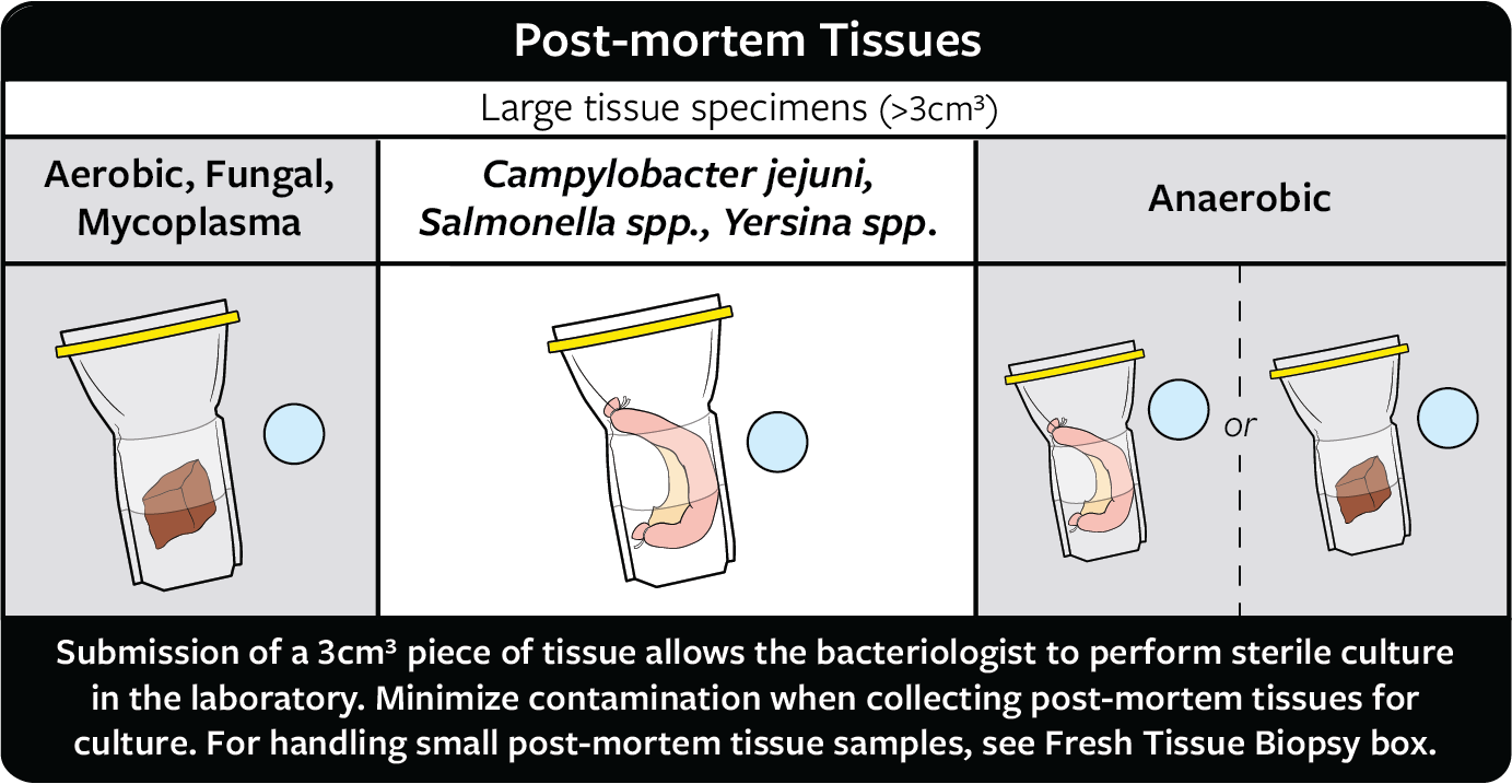 A chart explaining how to collect a specimen of post-mortem tissue