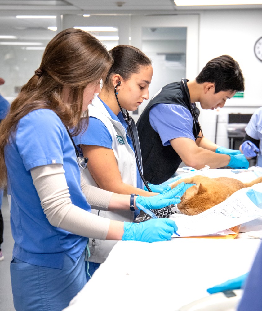 Students at Spay Day