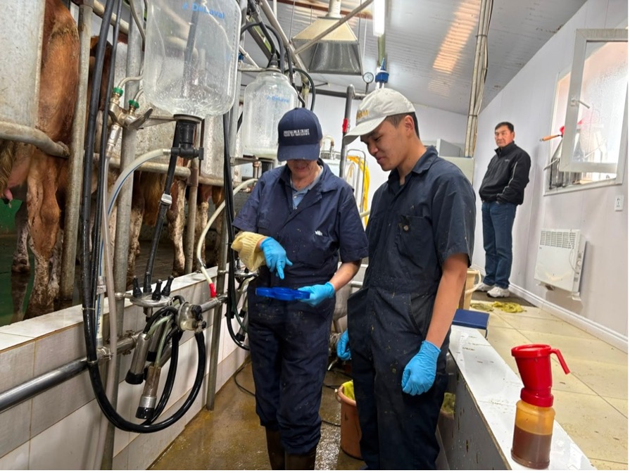 Nicholas Wang in a milking parlor conducting mastitis tests