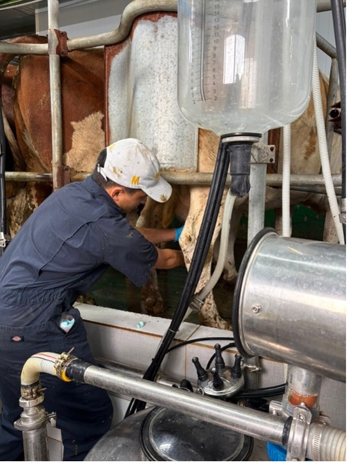 Nicholas Wang in a milking parlor collecting samples