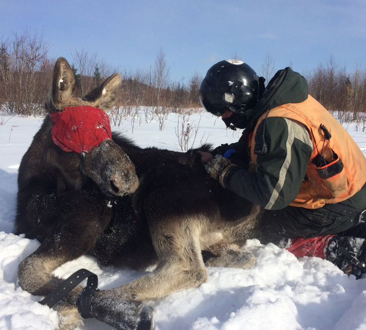 A moose that has been temporarily captured for tagging and data collection