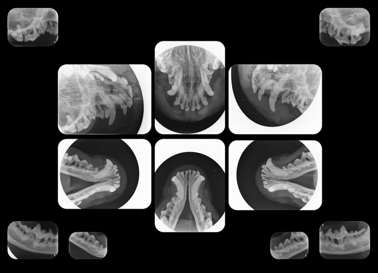 Various x-ray images of a dog's teeth
