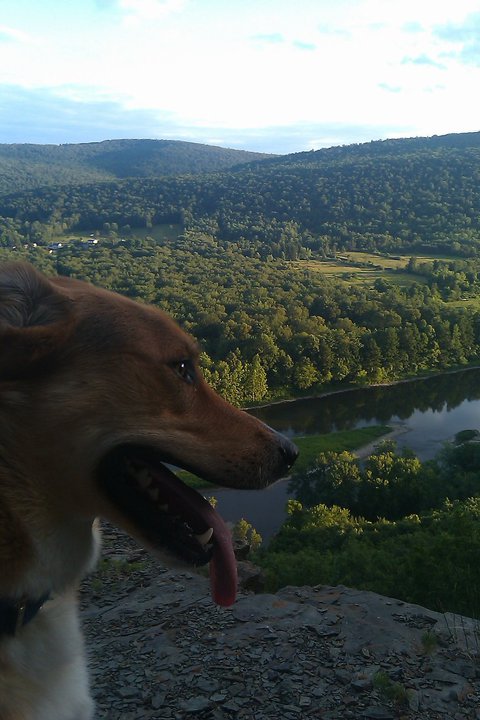 Bear overlooking the valley
