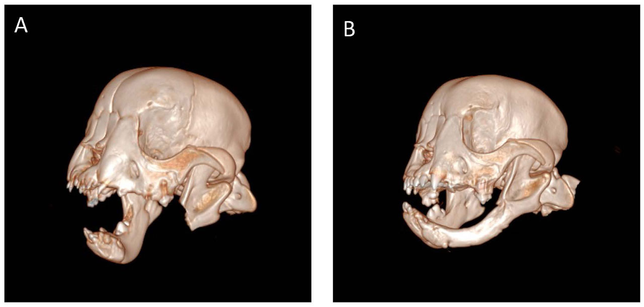 3D scans of before and after the jaw's regrowth