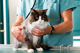 Vet listening to cat's heartrate