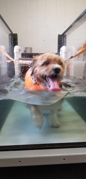 A small wiry dog wearing a life vest walks in the underwater treadmill