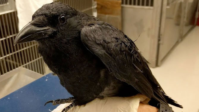 An American crow in the wildlife hospital