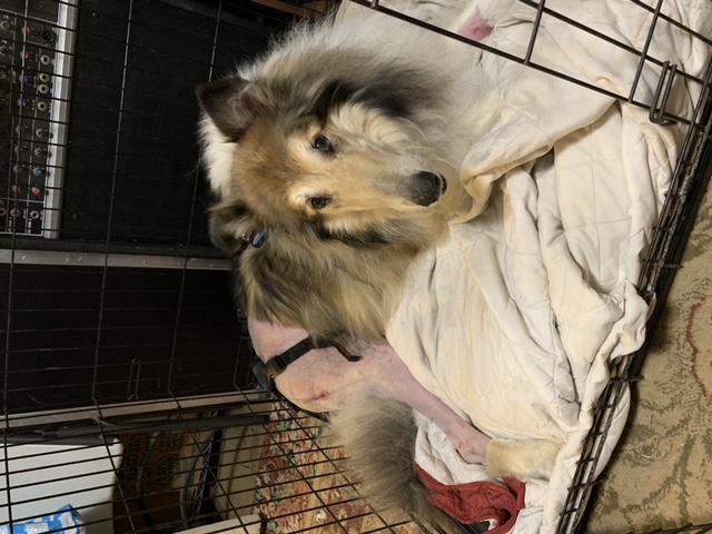 A collie with a shaved leg after surgery sits in a crate on a pad