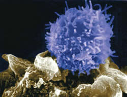 T cell