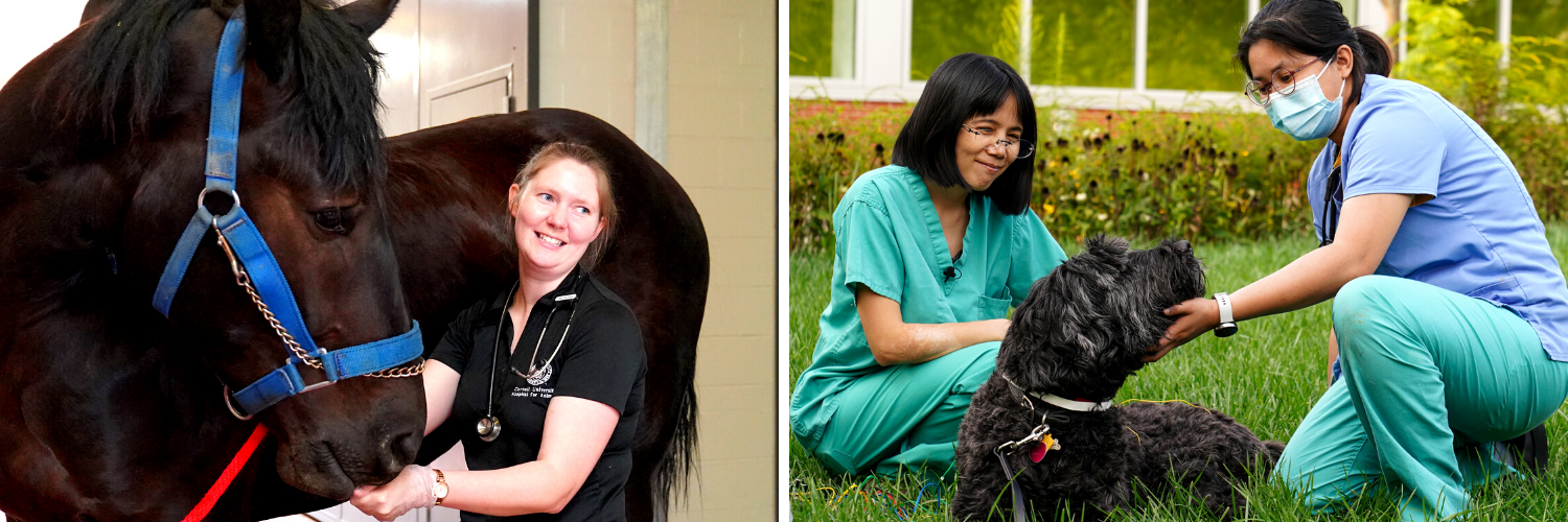 On the left, one female veterinarian examining a brown horse; on the right, two female veterinarians in teal scrubs outside on the grass with a black fuzzy dog