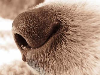 dog nose