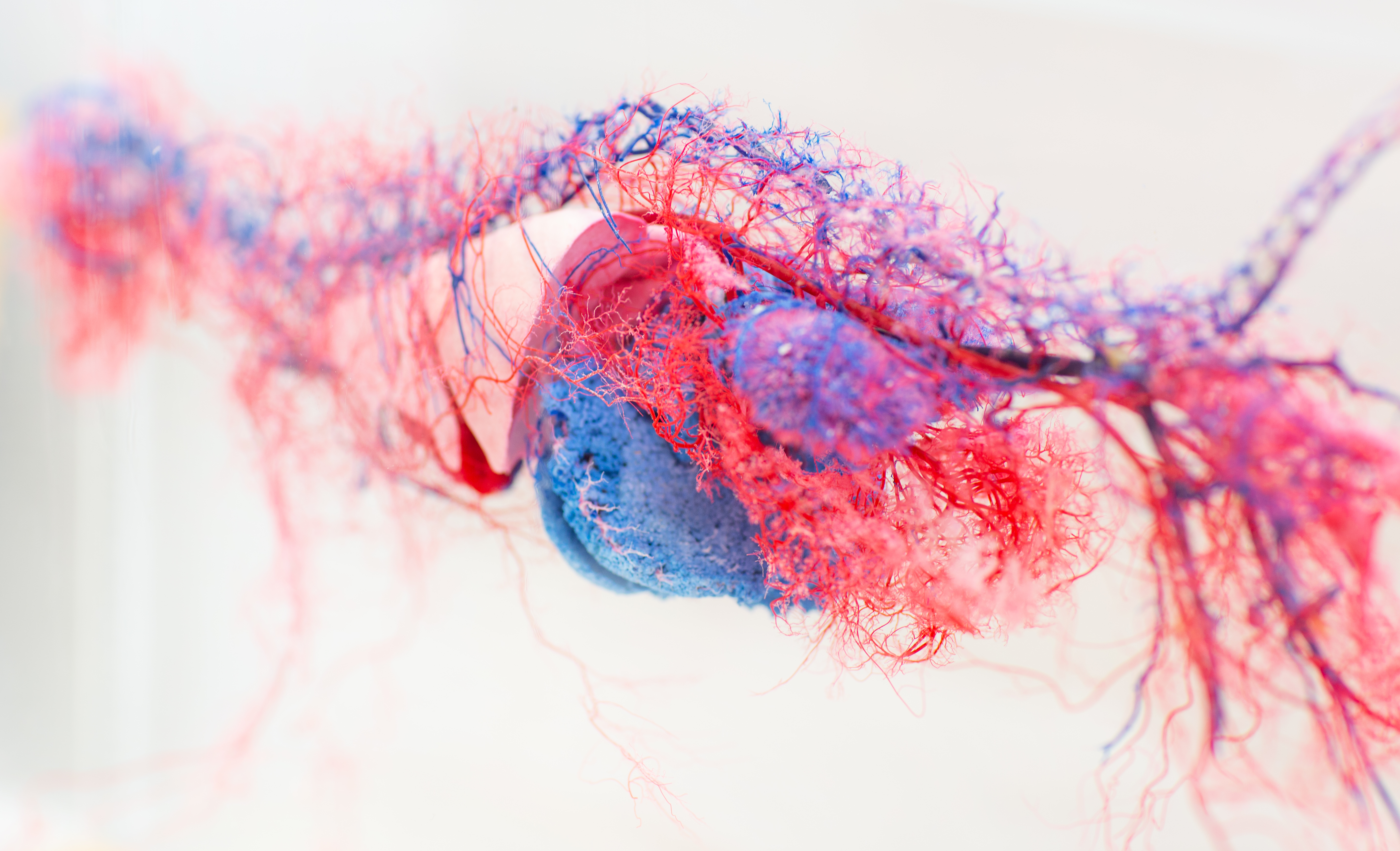 A close up of a preserved animal cardiovascular system