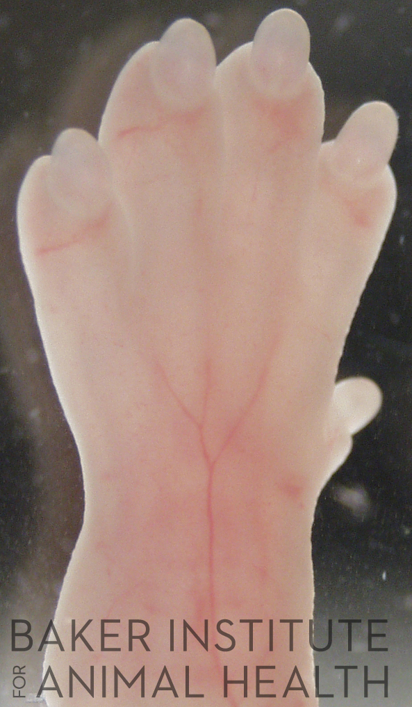 Left forelimb, stage 23, digits elongating, 1x