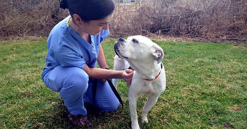 App banner - Texas A&M Veterinary Medical Diagnostic Laboratory