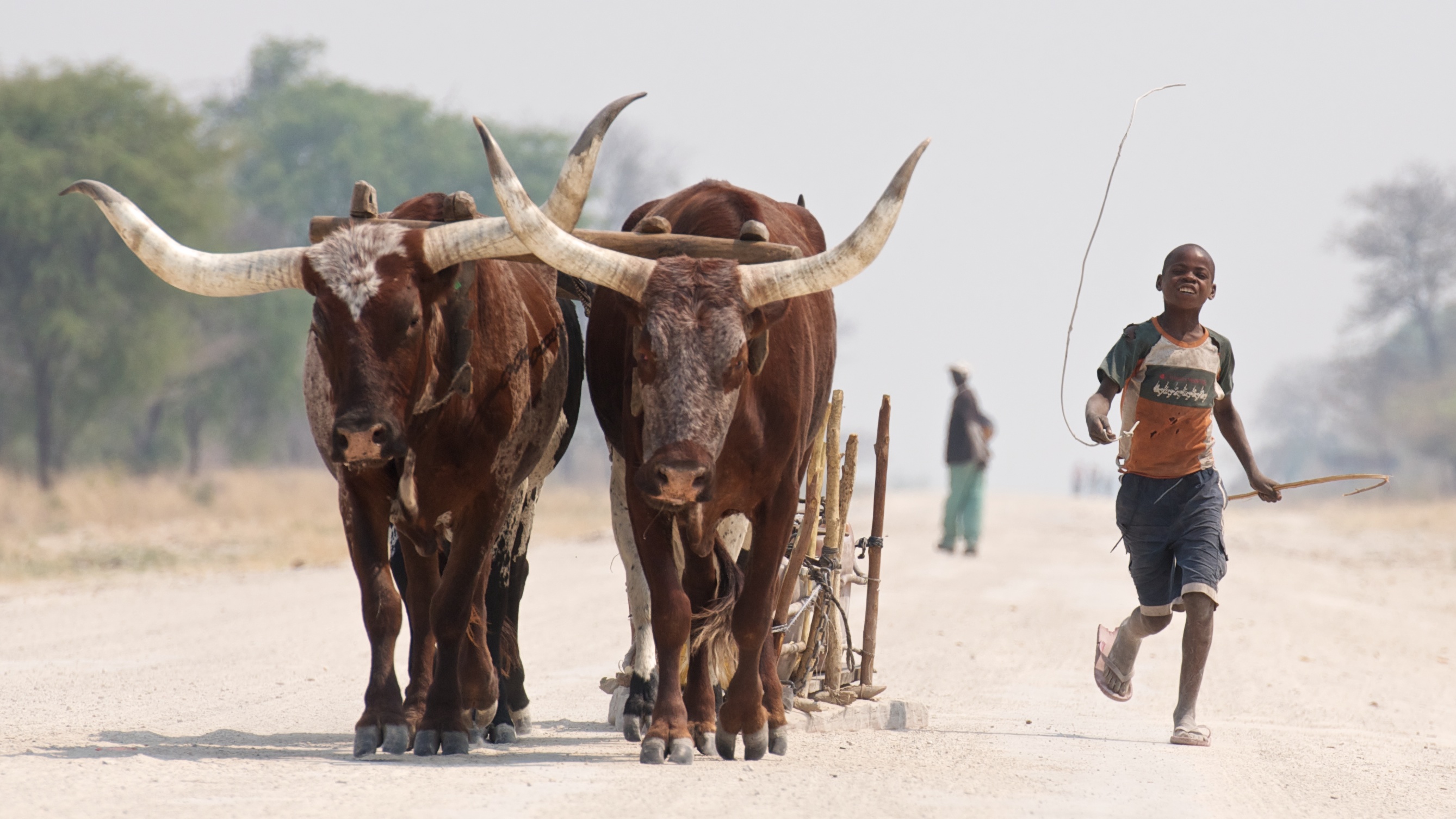 A boy leading a cart of oxen