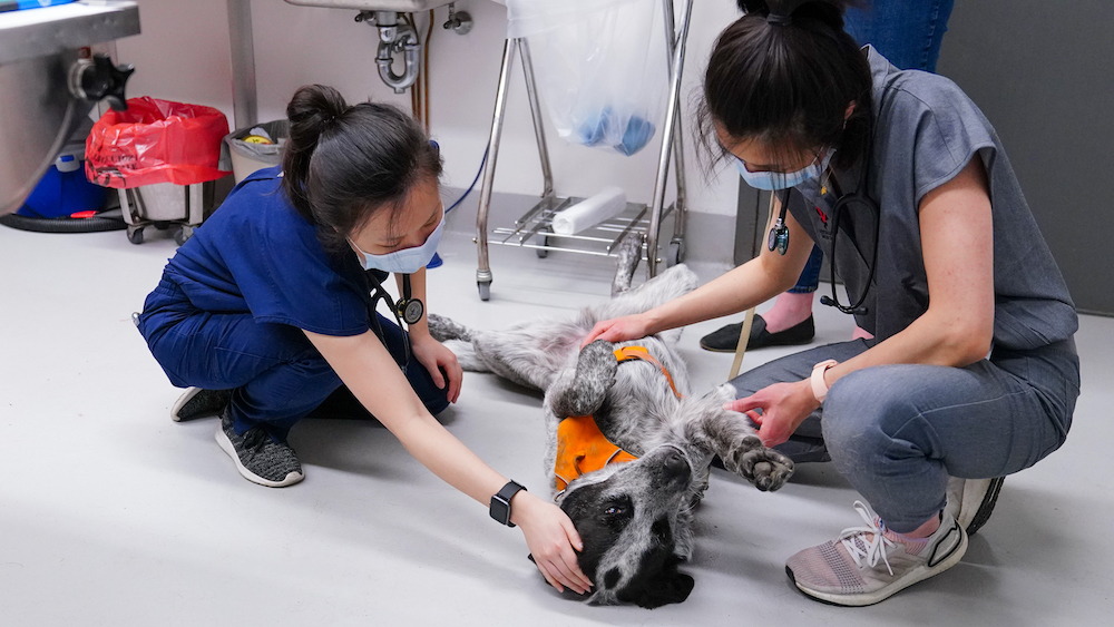 A mixed breed dog on its back being pet on the belly by two students