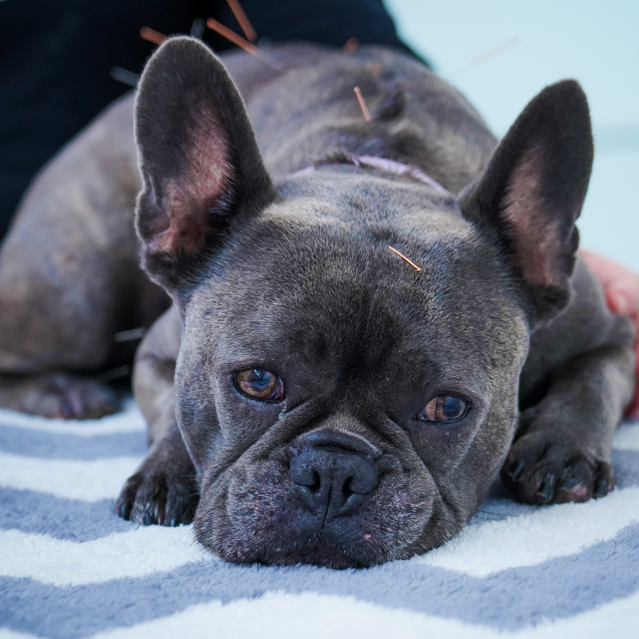 A French bulldog in acupuncture treatment
