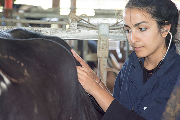 Student examine cow