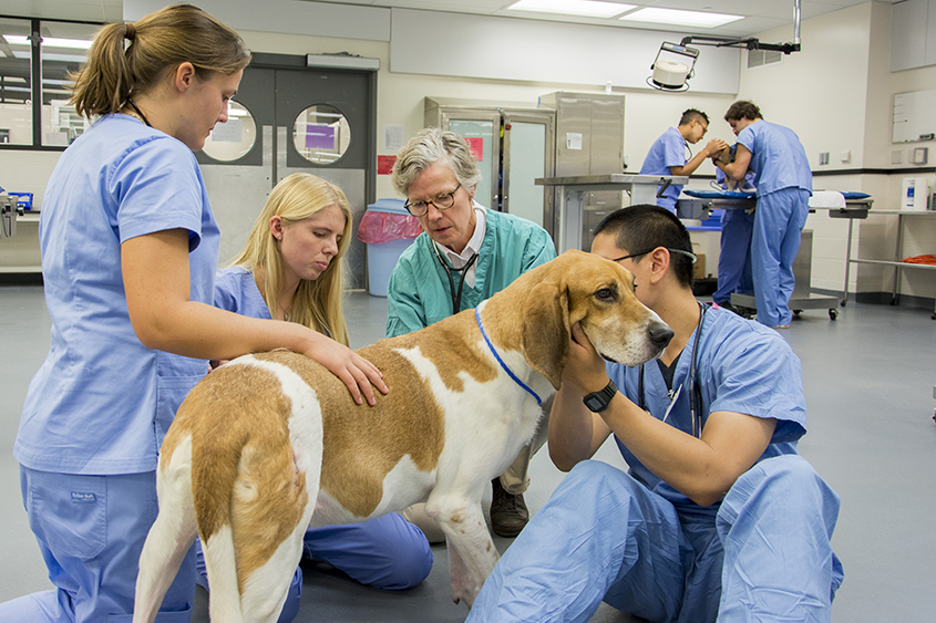 Academic Preparation | Cornell University College of Veterinary Medicine